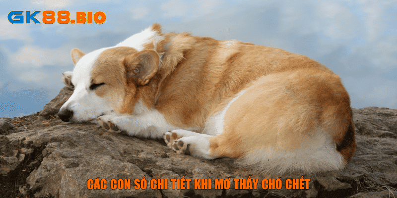 Các con số chi tiết khi mơ thấy chó chết