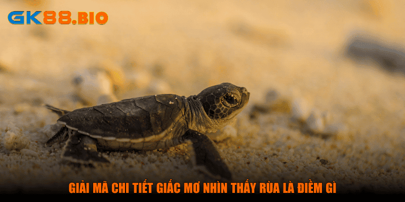 Giải mã chi tiết giấc mơ nhìn thấy rùa là điềm gì