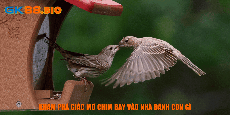 Khám phá giấc mơ chim bay vào nhà đánh con gì