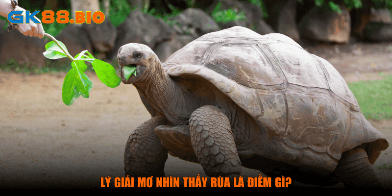 Lý giải mơ nhìn thấy rùa là điềm gì?