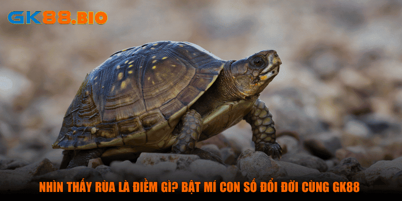 Nhìn thấy rùa là điềm gì