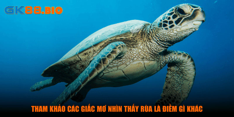 Tham khảo các giấc mơ nhìn thấy rùa là điềm gì khác
