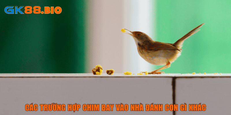 Các trường hợp chim bay vào nhà đánh con gì khác